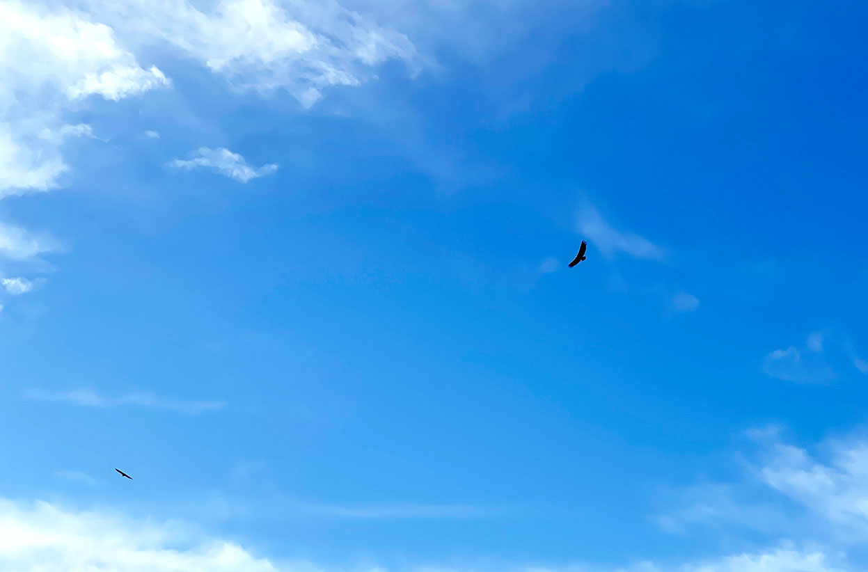 Buitres leonados sobrevolando la zona