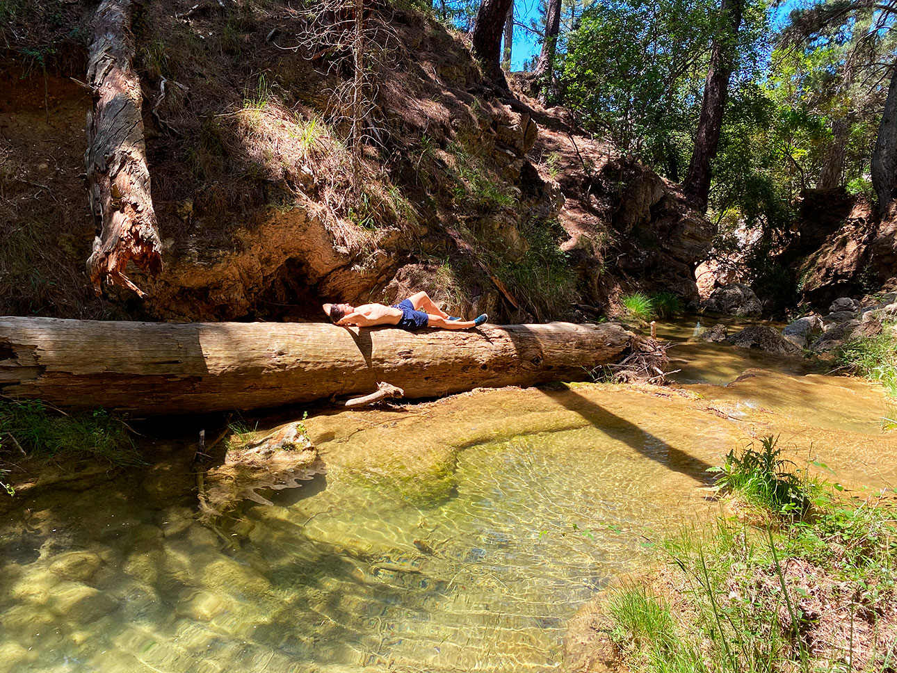 Árboles caídos en el Arroyo de Linarejos