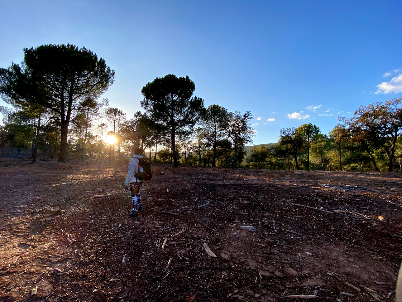 El sol empezaba a caer entre los árboles