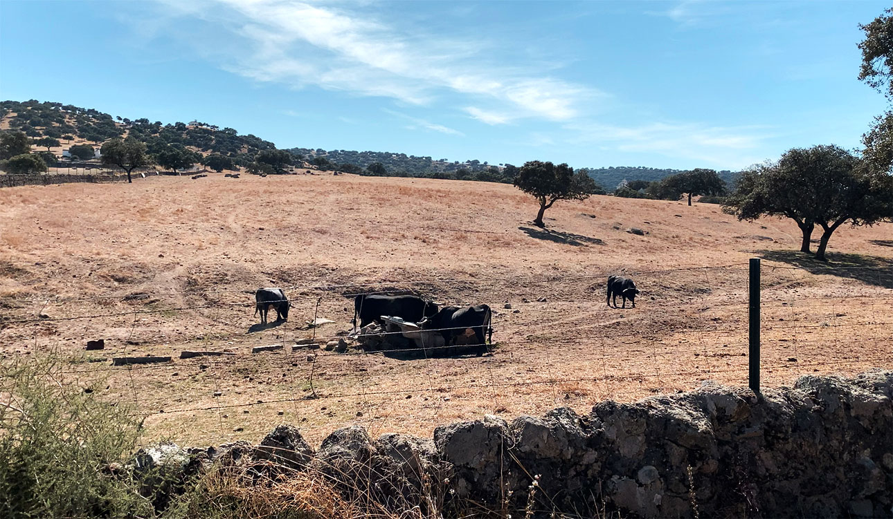 Toros de lidia